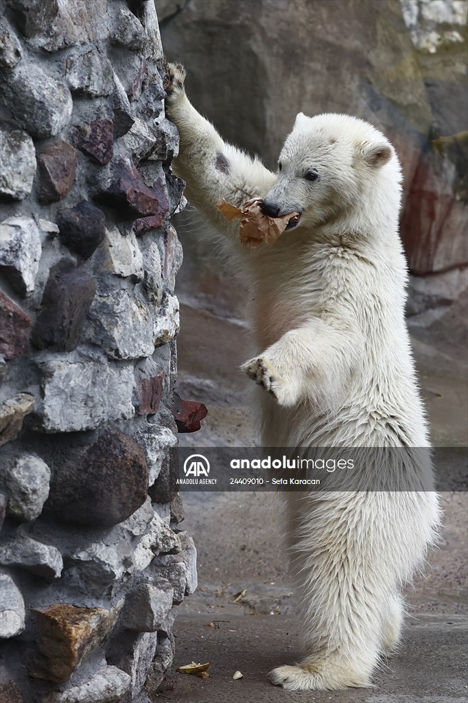Polar bear rescued from Bolshevik Island in Moscow