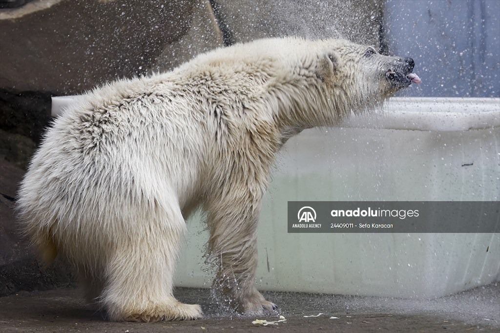 Polar bear rescued from Bolshevik Island in Moscow