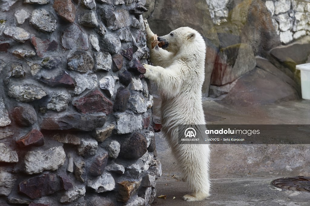 Polar bear rescued from Bolshevik Island in Moscow