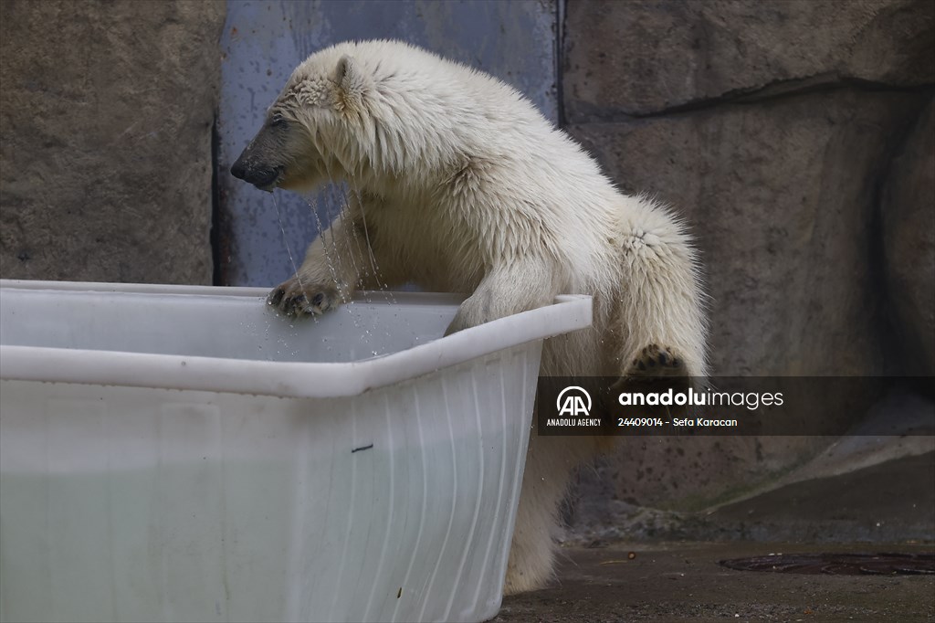 Polar bear rescued from Bolshevik Island in Moscow