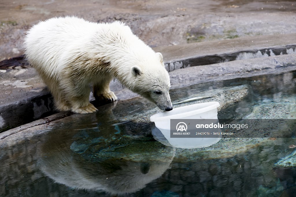 Polar bear rescued from Bolshevik Island in Moscow