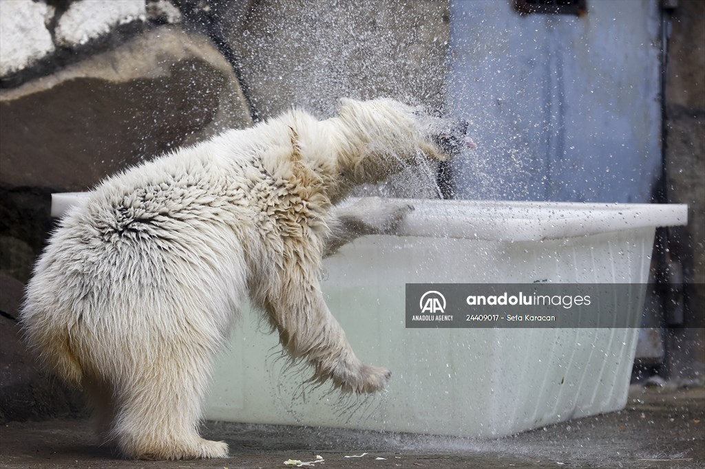 Polar bear rescued from Bolshevik Island in Moscow