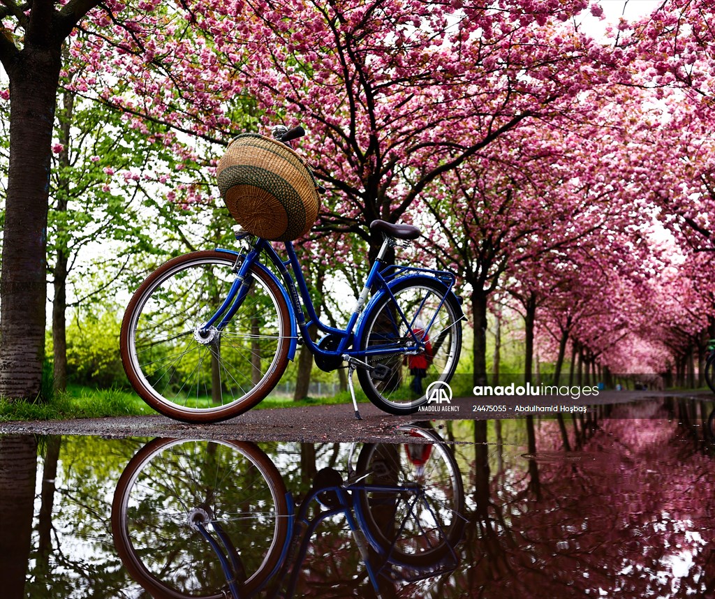 Cherry Blossoms bloom In Berlin