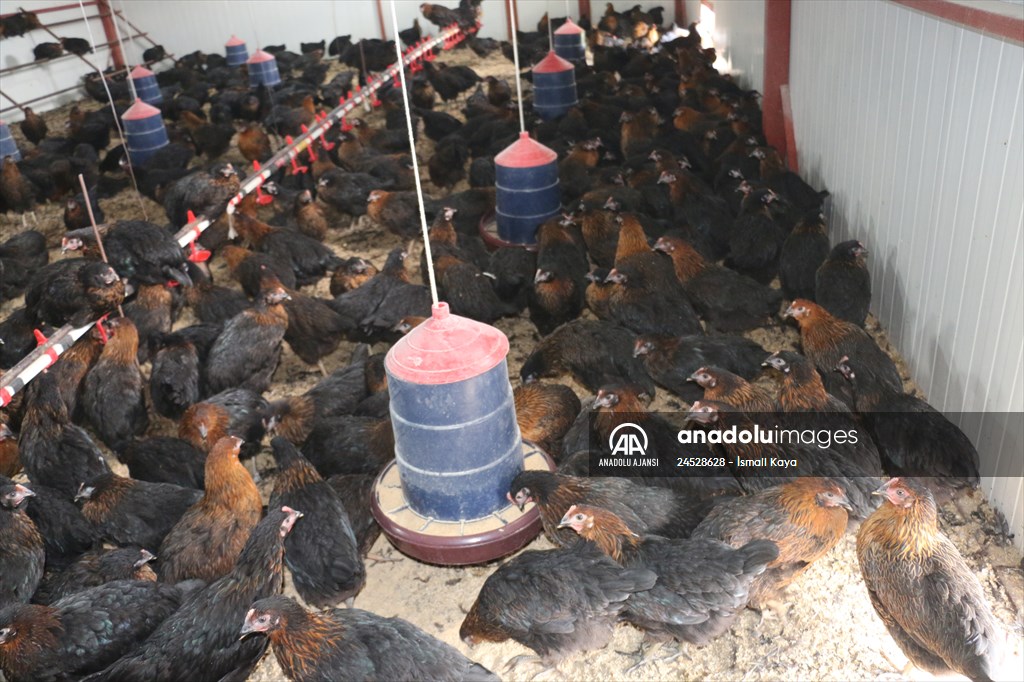 Yastık altındaki altınları ekonomiye kazandırdı, tavuk çiftliği sahibi oldu