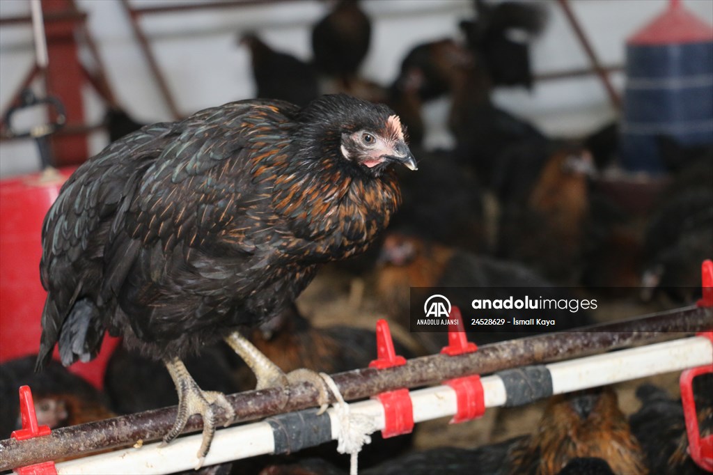 Yastık altındaki altınları ekonomiye kazandırdı, tavuk çiftliği sahibi oldu
