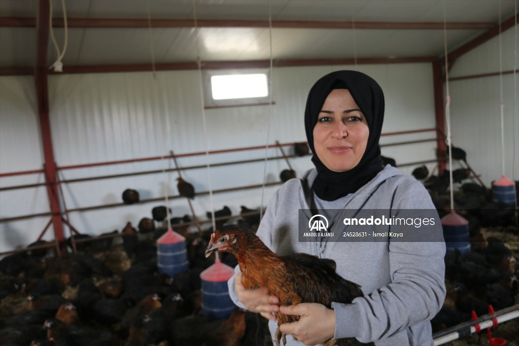 Yastık altındaki altınları ekonomiye kazandırdı, tavuk çiftliği sahibi oldu