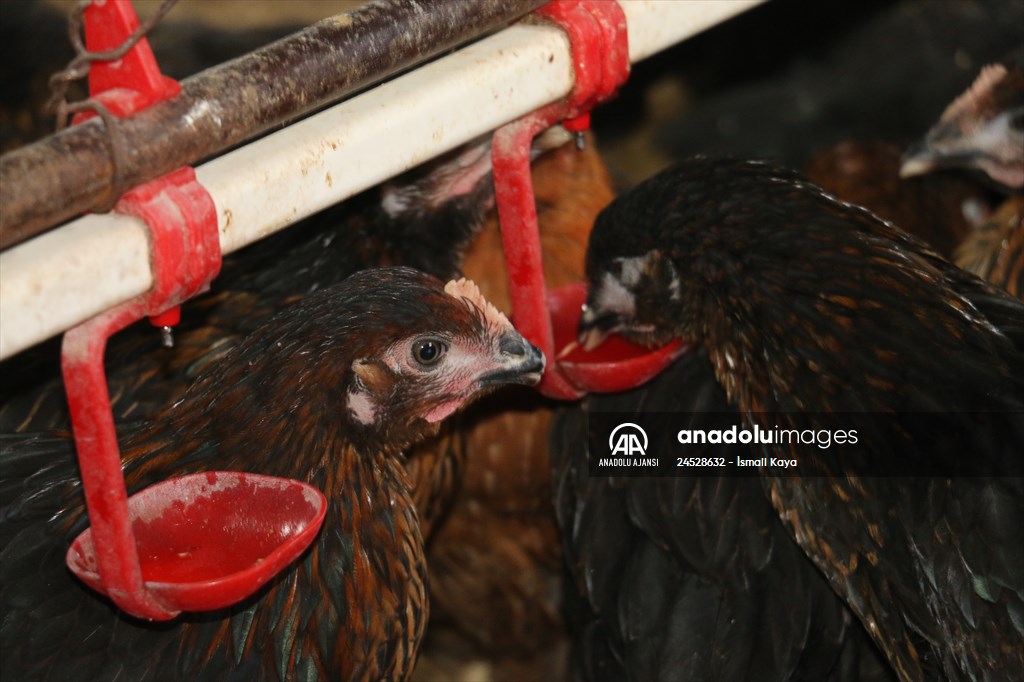 Yastık altındaki altınları ekonomiye kazandırdı, tavuk çiftliği sahibi oldu