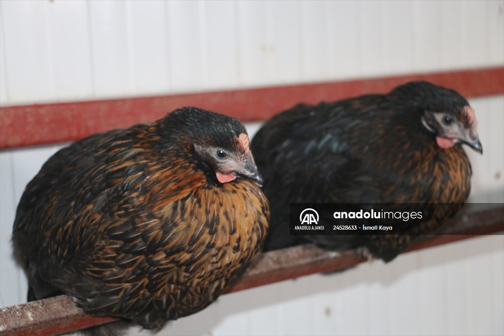 Yastık altındaki altınları ekonomiye kazandırdı, tavuk çiftliği sahibi oldu