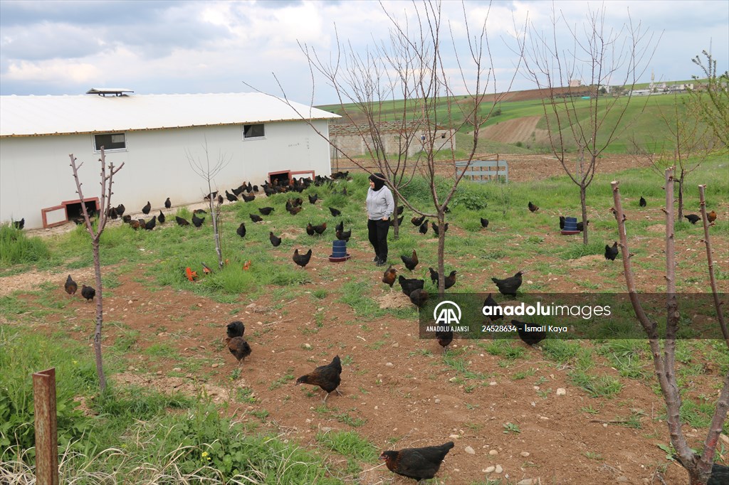 Yastık altındaki altınları ekonomiye kazandırdı, tavuk çiftliği sahibi oldu