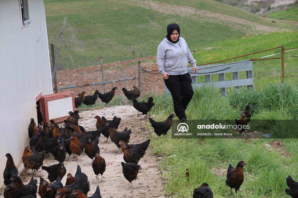 Yastık altındaki altınları ekonomiye kazandırdı, tavuk çiftliği sahibi oldu