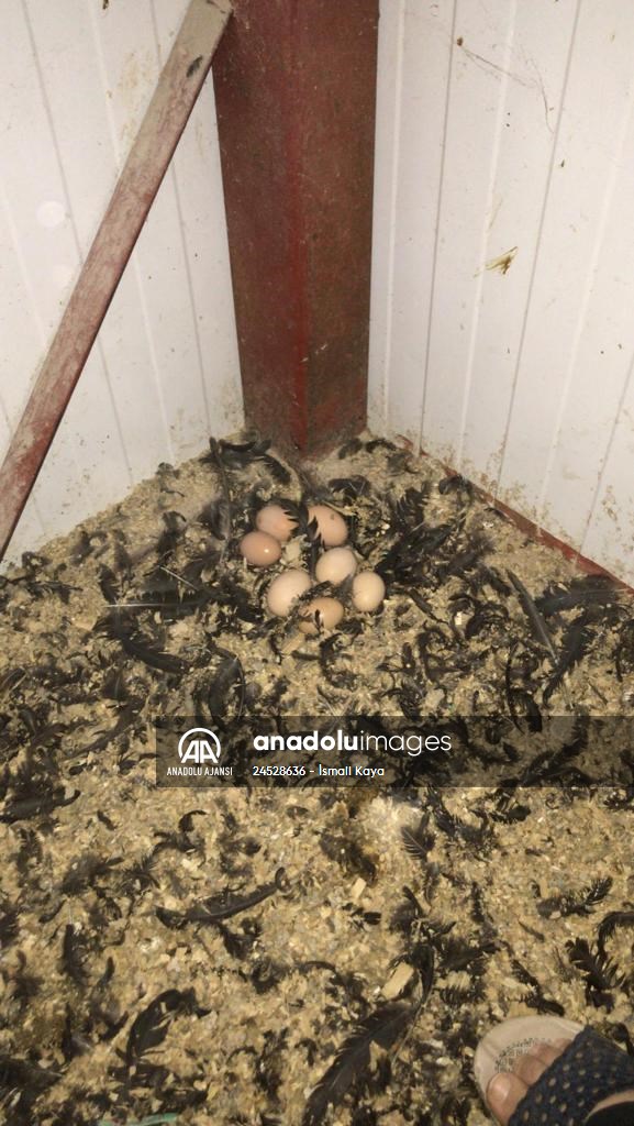 Yastık altındaki altınları ekonomiye kazandırdı, tavuk çiftliği sahibi oldu