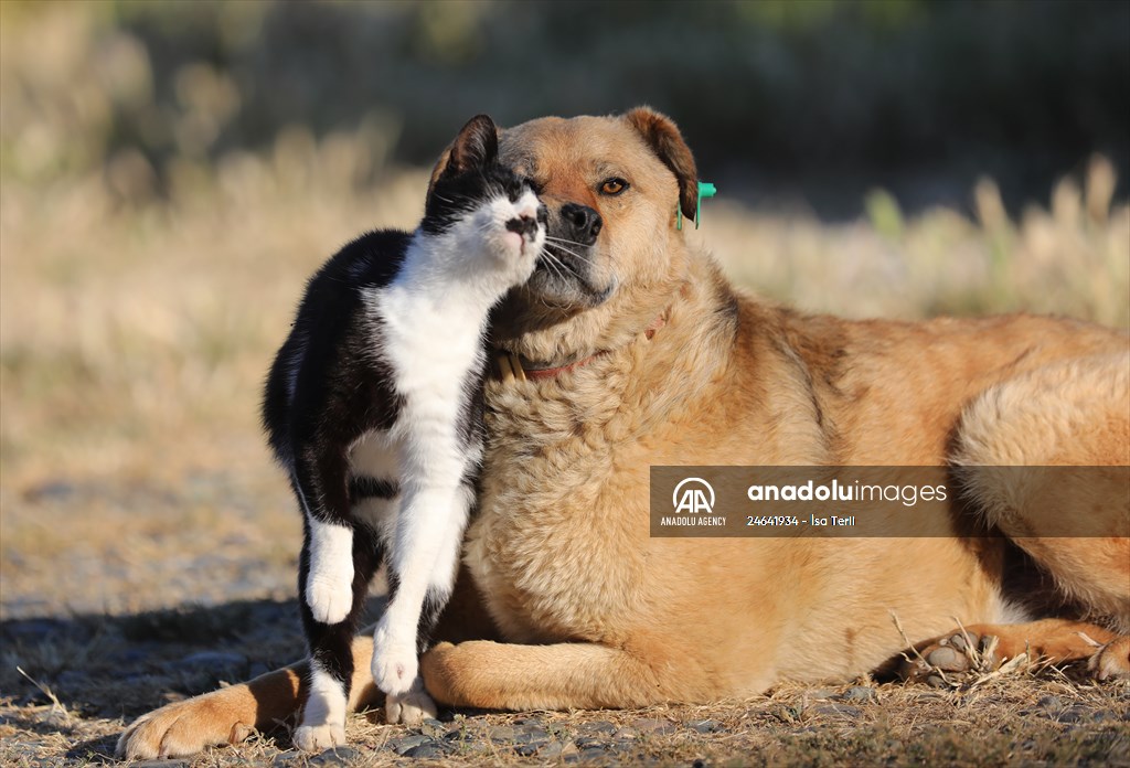 Friendship of a cat and a dog in Yalova