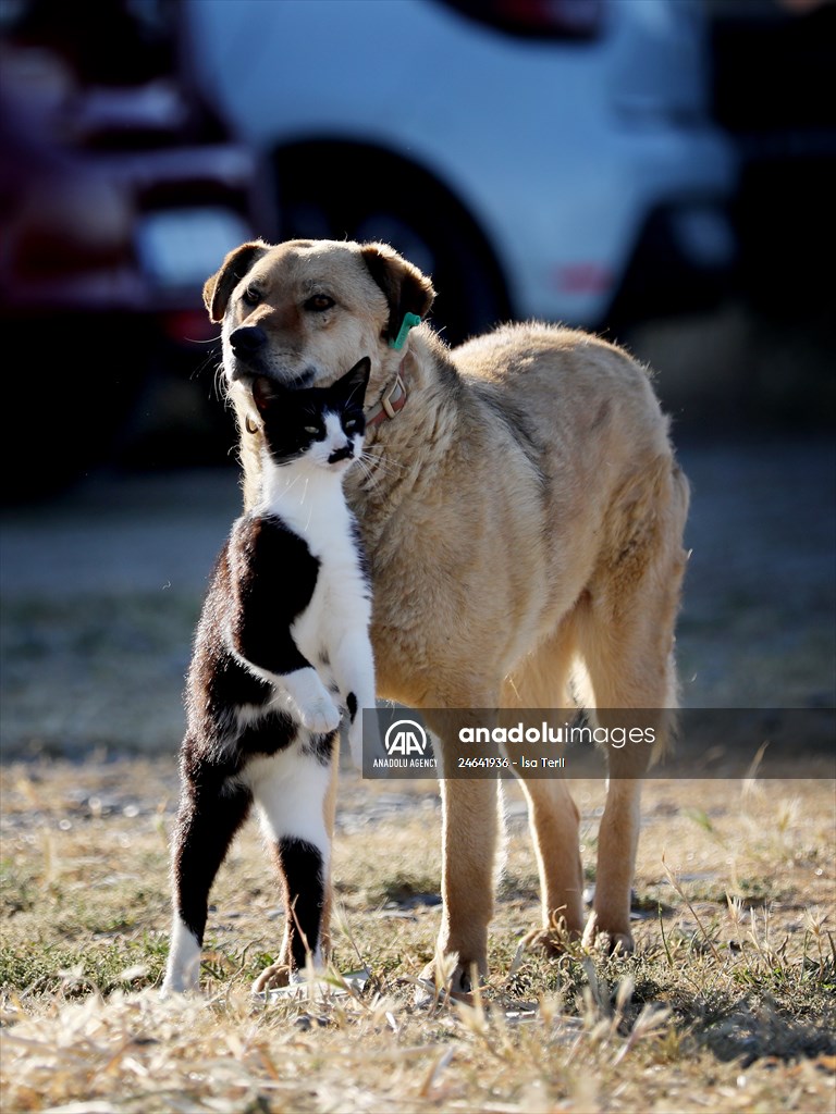 Friendship of a cat and a dog in Yalova