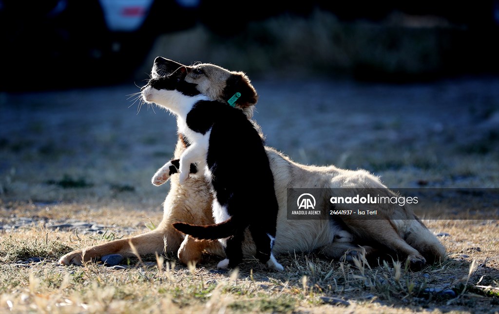 Friendship of a cat and a dog in Yalova