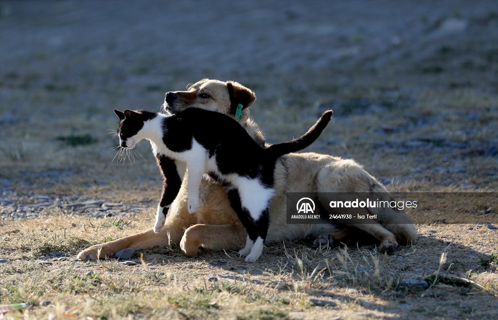 Friendship of a cat and a dog in Yalova