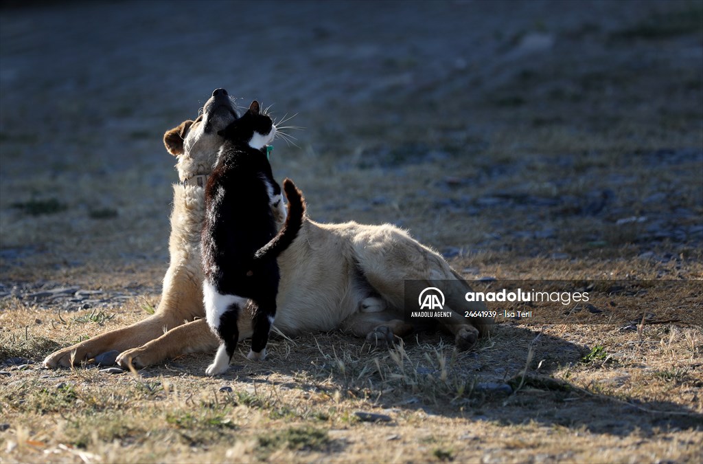 Friendship of a cat and a dog in Yalova