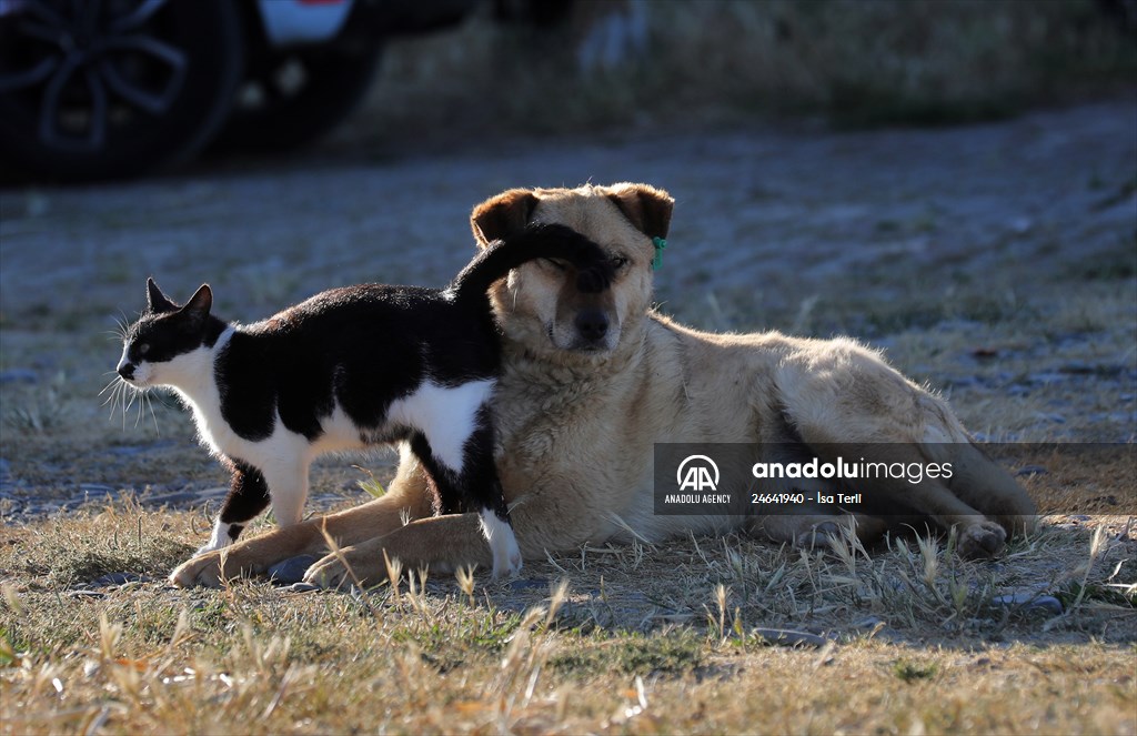 Friendship of a cat and a dog in Yalova