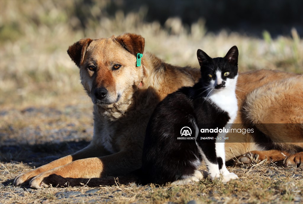 Friendship of a cat and a dog in Yalova