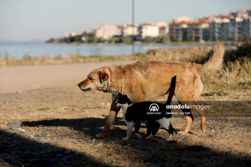 Friendship of a cat and a dog in Yalova