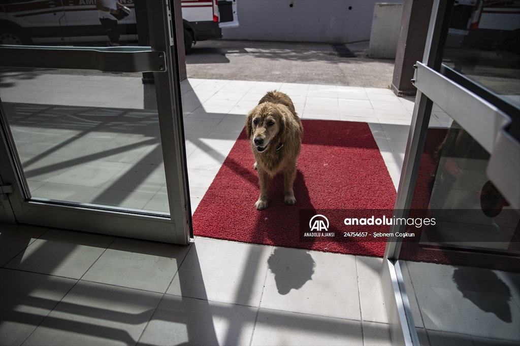 Adalardan ana karaya yaşam köprüsü: 112 deniz ambulansları