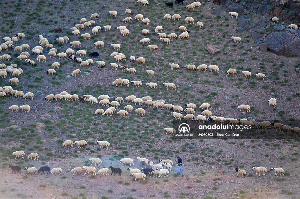 Tunceli'deki 3 bin 500 rakımlı "Elmalı Yaylası" doğal güzellikleriyle göz kamaştırıyor