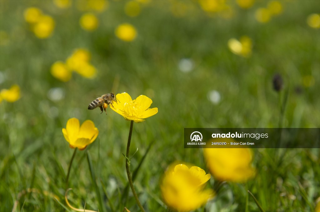 Tunceli'deki 3 bin 500 rakımlı "Elmalı Yaylası" doğal güzellikleriyle göz kamaştırıyor