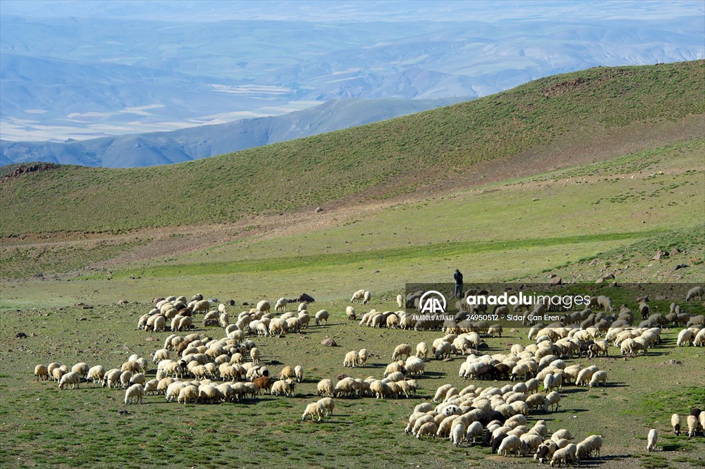 Tunceli'deki 3 bin 500 rakımlı "Elmalı Yaylası" doğal güzellikleriyle göz kamaştırıyor