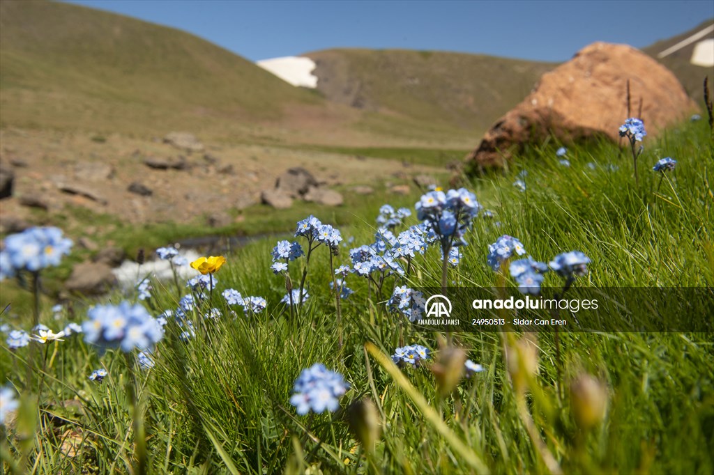 Tunceli'deki 3 bin 500 rakımlı "Elmalı Yaylası" doğal güzellikleriyle göz kamaştırıyor