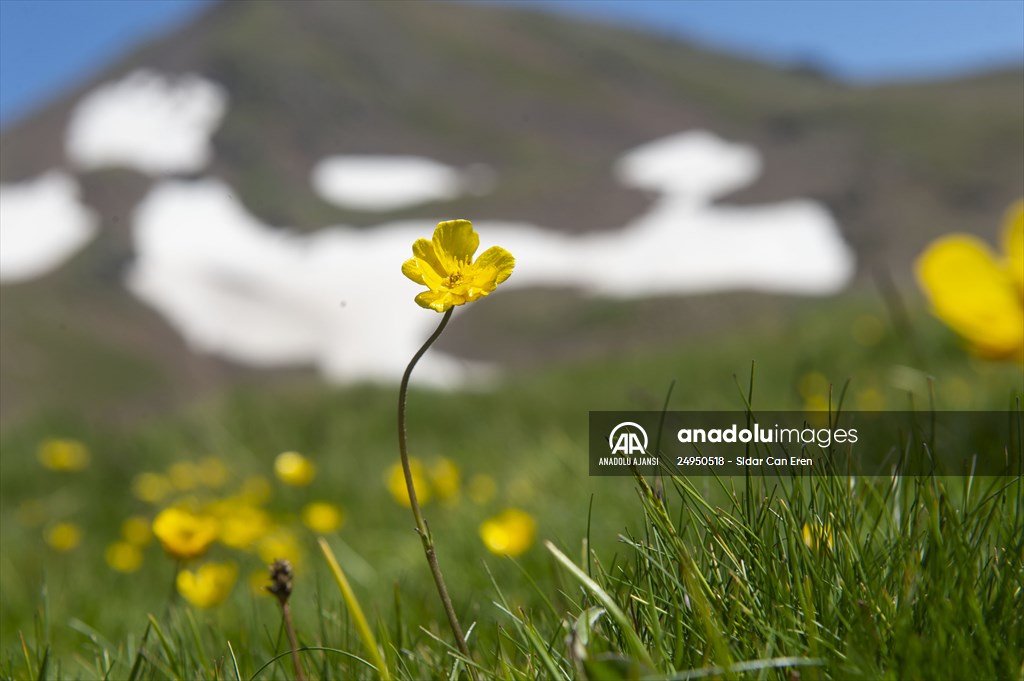 Tunceli'deki 3 bin 500 rakımlı "Elmalı Yaylası" doğal güzellikleriyle göz kamaştırıyor