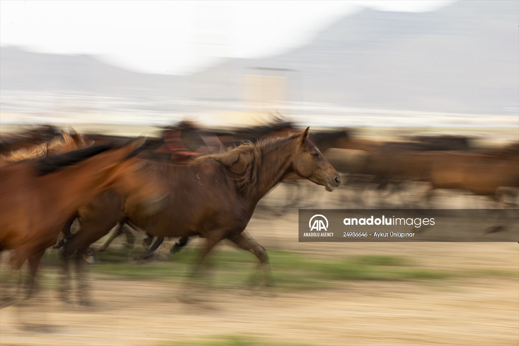 Wild horses in the foothills of Mount Erciyes​​​​​​​