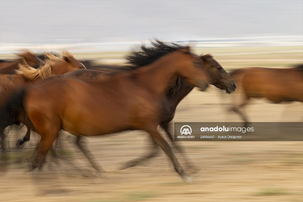 Wild horses in the foothills of Mount Erciyes​​​​​​​