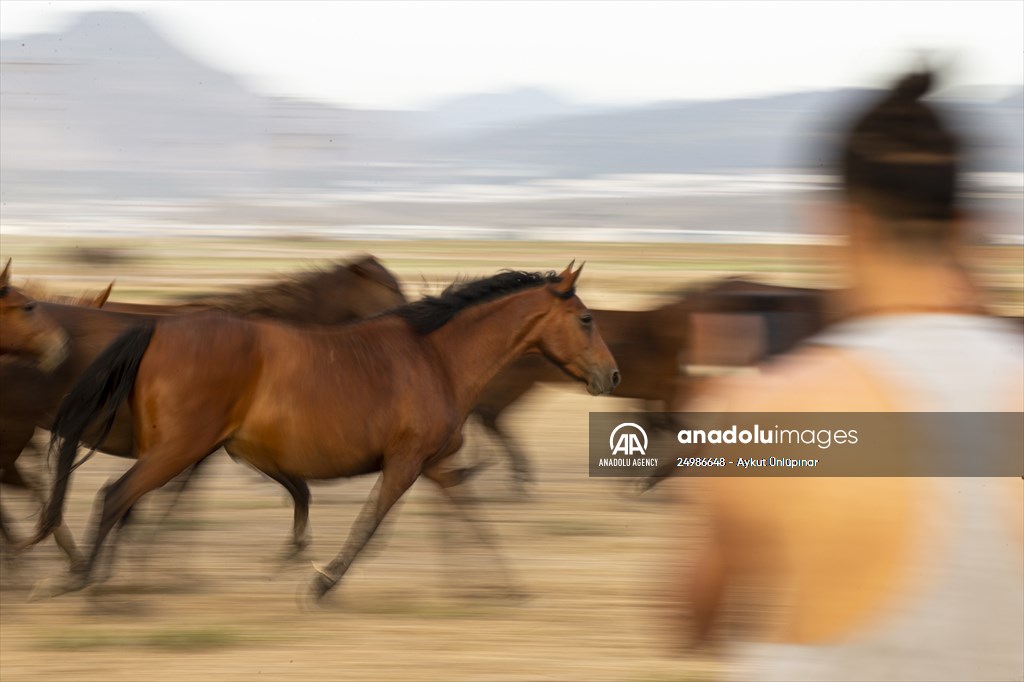 Wild horses in the foothills of Mount Erciyes​​​​​​​