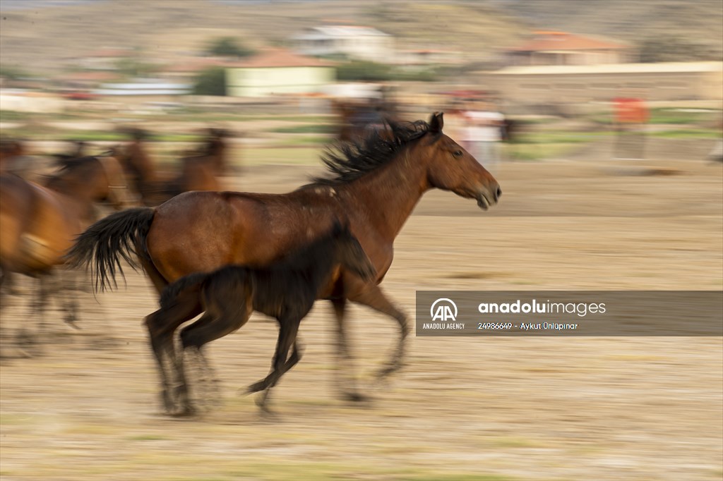 Wild horses in the foothills of Mount Erciyes​​​​​​​