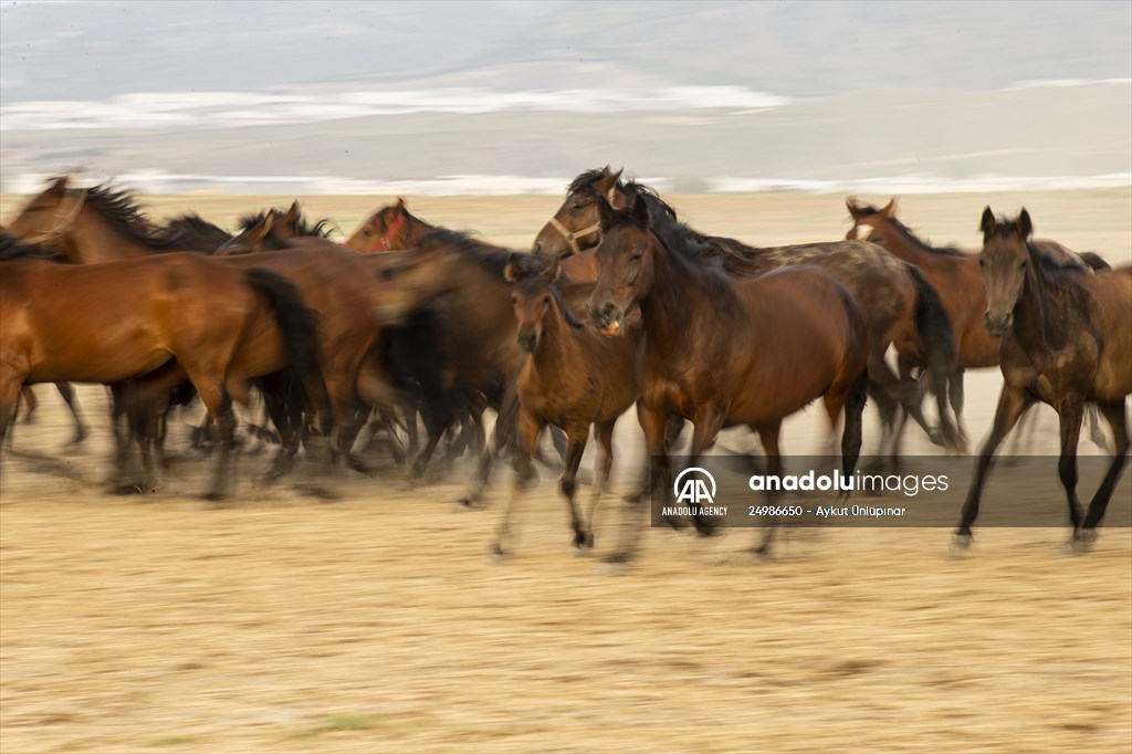Wild horses in the foothills of Mount Erciyes​​​​​​​