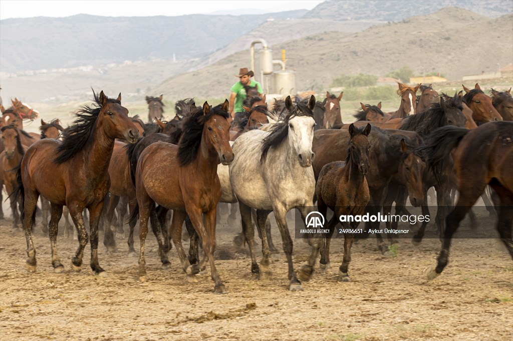 Wild horses in the foothills of Mount Erciyes​​​​​​​