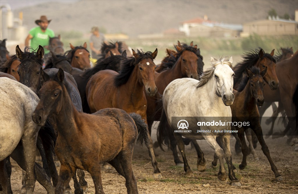 Wild horses in the foothills of Mount Erciyes​​​​​​​