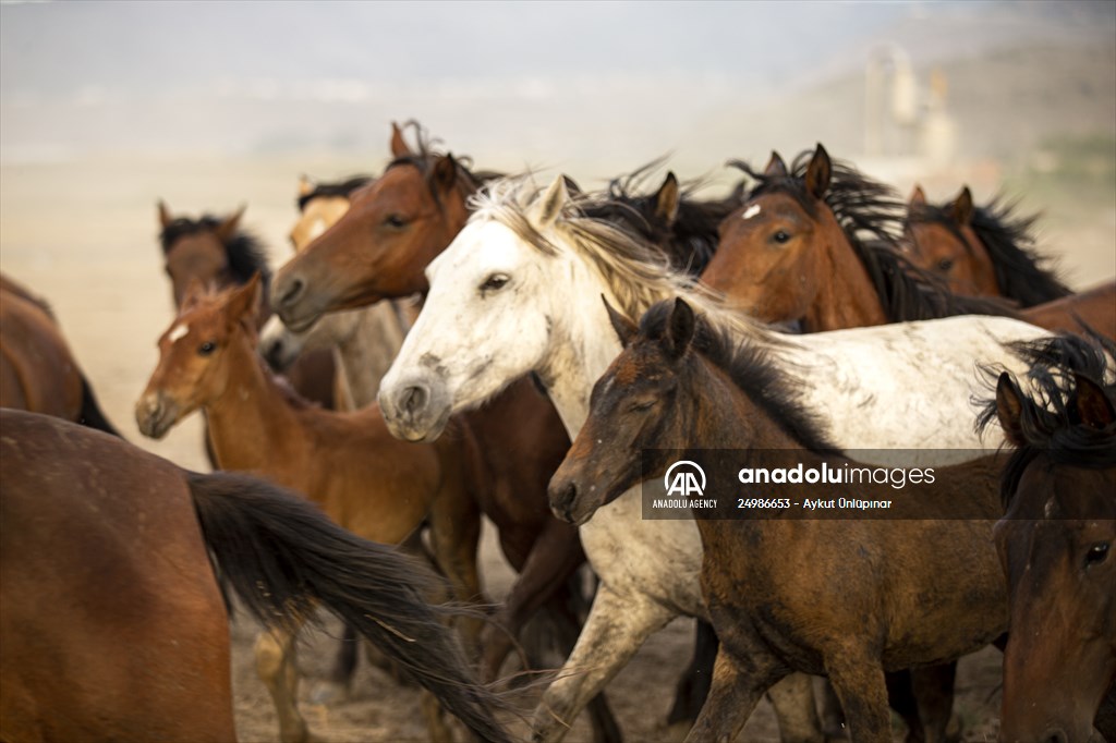 Wild horses in the foothills of Mount Erciyes​​​​​​​