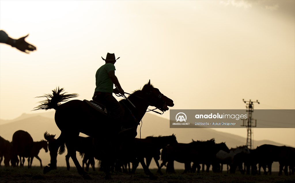 Wild horses in the foothills of Mount Erciyes​​​​​​​