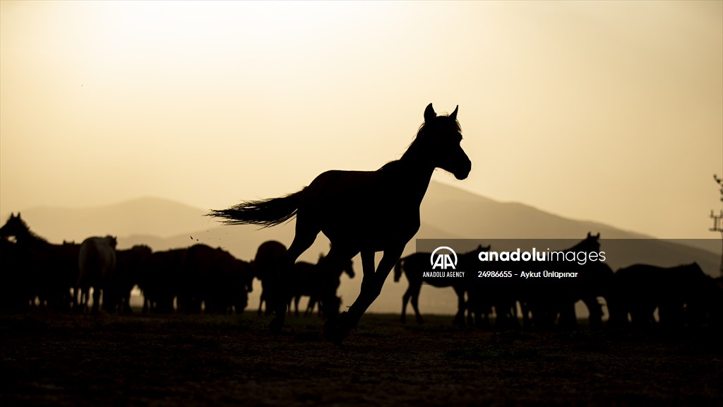 Wild horses in the foothills of Mount Erciyes​​​​​​​