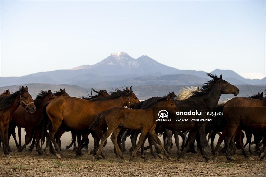 Wild horses in the foothills of Mount Erciyes​​​​​​​