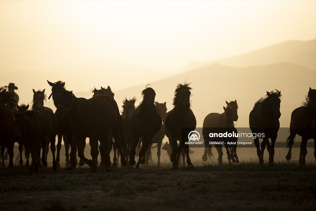 Wild horses in the foothills of Mount Erciyes​​​​​​​