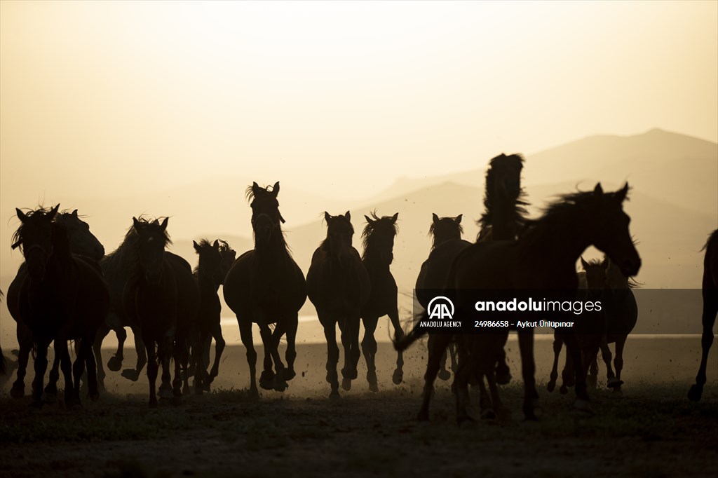 Wild horses in the foothills of Mount Erciyes​​​​​​​