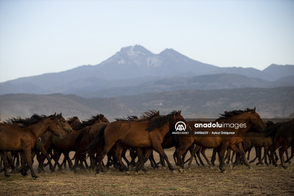 Wild horses in the foothills of Mount Erciyes​​​​​​​