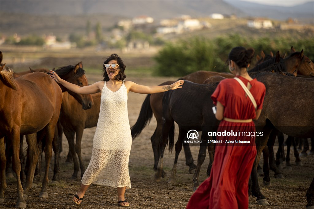 Wild horses in the foothills of Mount Erciyes​​​​​​​