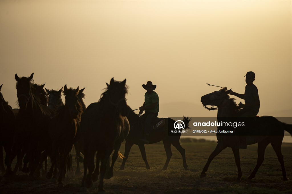 Wild horses in the foothills of Mount Erciyes​​​​​​​
