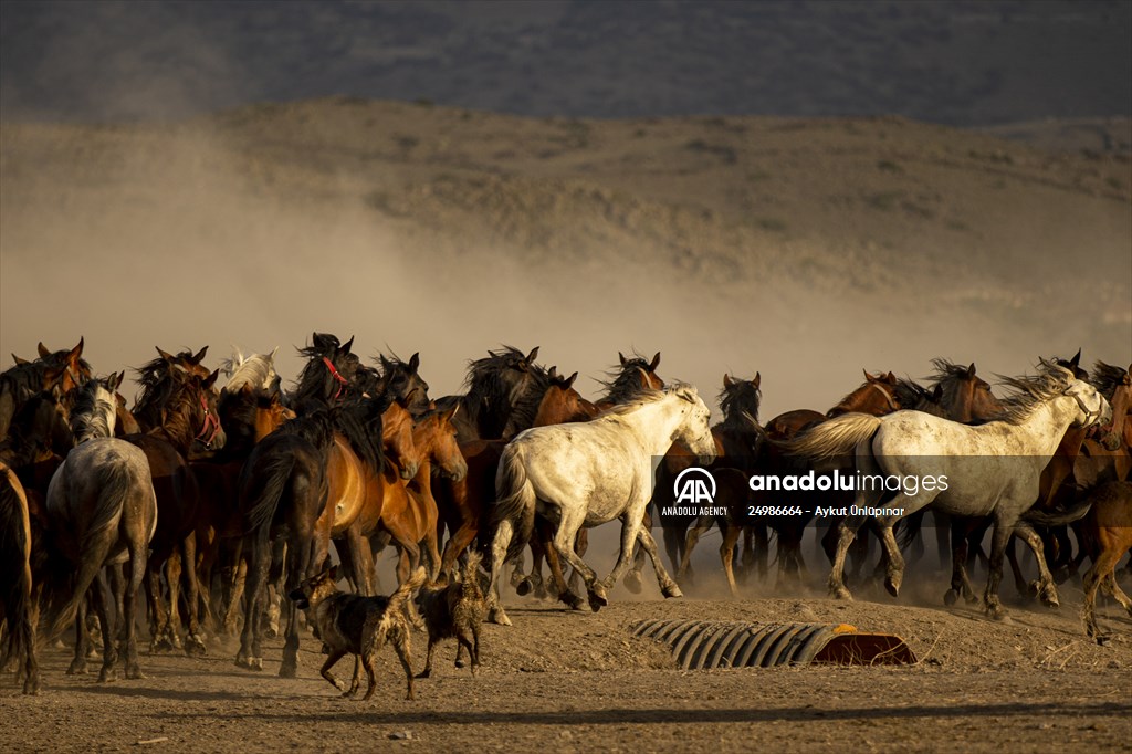 Wild horses in the foothills of Mount Erciyes​​​​​​​