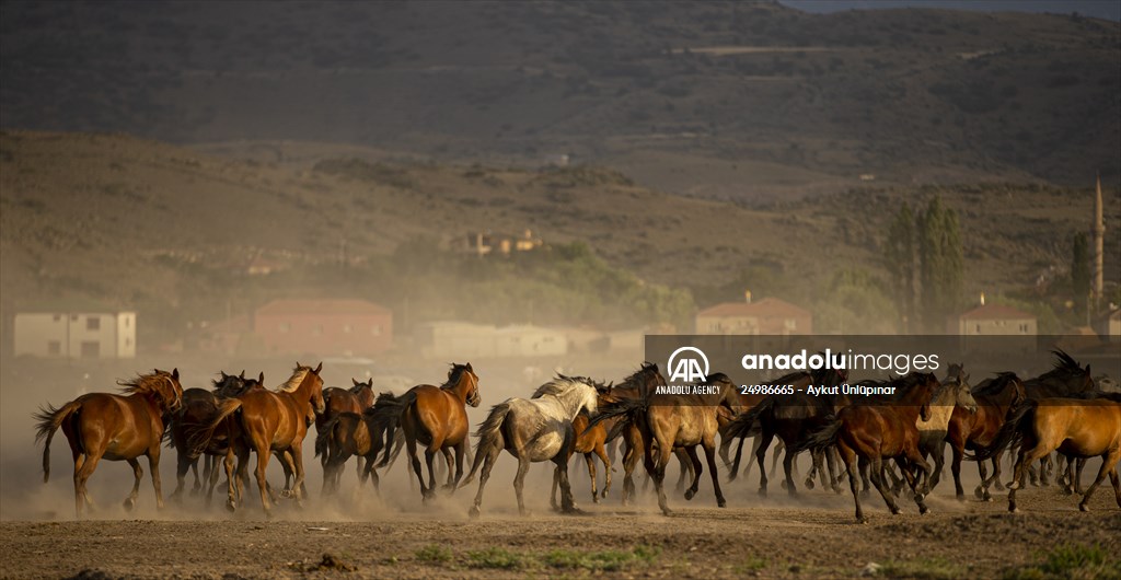 Wild horses in the foothills of Mount Erciyes​​​​​​​