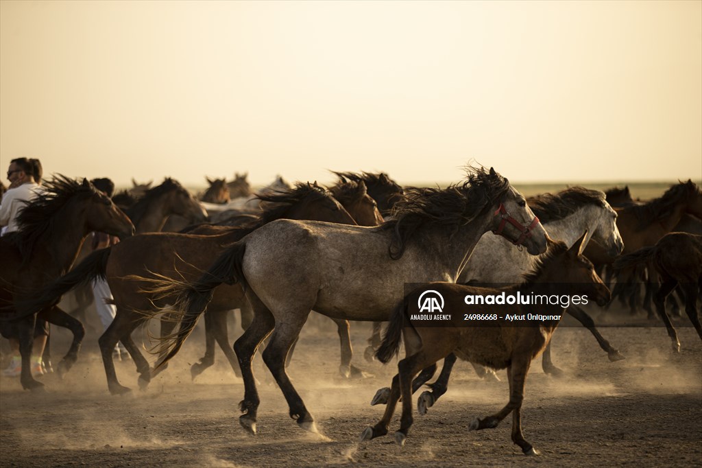 Wild horses in the foothills of Mount Erciyes​​​​​​​