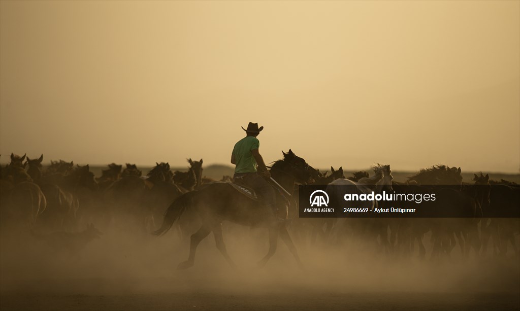 Wild horses in the foothills of Mount Erciyes​​​​​​​
