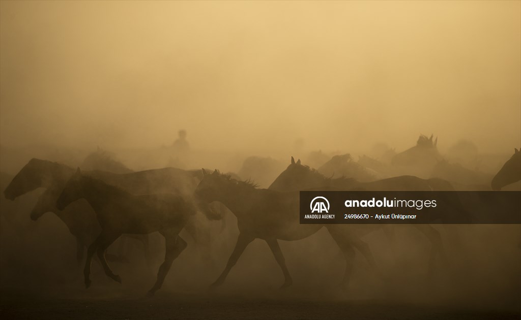 Wild horses in the foothills of Mount Erciyes​​​​​​​